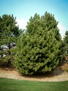 Сосна Чёрная (Pinus Nigra) купить по цене от 270.00р. в интернет-магазине «Посадика» с доставкой почтой в в Веневе и по всей России – [изображение №1].