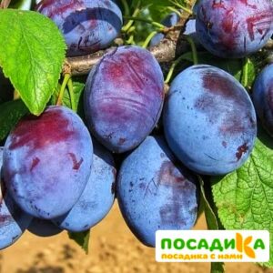 Слива Чачакская ранняя купить по цене от 229.00р. в интернет-магазине «Посадика» с доставкой почтой в в Веневе и по всей России – [изображение №1].