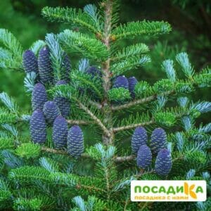 Пихта корейская (Abies koreana) купить по цене от 450.00р. в интернет-магазине «Посадика» с доставкой почтой в в Веневе и по всей России – [изображение №1].