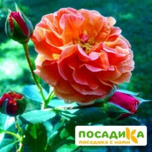 Роза Арабия купить по цене от 350.00р. в интернет-магазине «Посадика» с доставкой почтой в в Веневе и по всей России – [изображение №1].