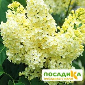 Сирень Примроуз (Primrose) купить по цене от 529.00р. в интернет-магазине «Посадика» с доставкой почтой в в Веневе и по всей России – [изображение №1].