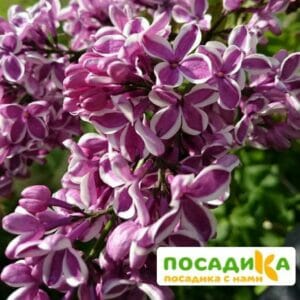 Сирень Сенсация купить по цене от 529.00р. в интернет-магазине «Посадика» с доставкой почтой в в Веневе и по всей России – [изображение №1].