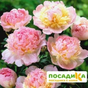 Пион Распберри Сандей (Paeonia Raspberry Sundae) купить по цене от 959р. в интернет-магазине «Посадика» с доставкой почтой в в Веневе и по всей России – [изображение №1].