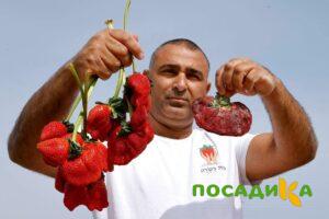 Клубника Гигант Джорнея купить по цене от 266р. в интернет-магазине «Посадика» с доставкой почтой в в Веневе и по всей России – [изображение №1].