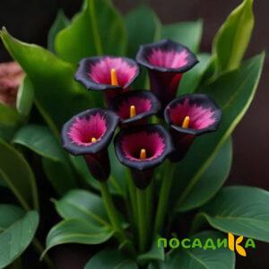 Калла Аура Лейс купить по цене от 400р. в интернет-магазине «Посадика» с доставкой почтой в в Веневе и по всей России – [изображение №1].