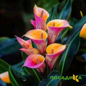 Калла Оникс купить по цене от 450р. в интернет-магазине «Посадика» с доставкой почтой в в Веневе и по всей России – [изображение №1].