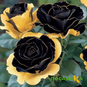Роза Ханни Сикл купить по цене от 700р. в интернет-магазине «Посадика» с доставкой почтой в в Веневе и по всей России – [изображение №1].