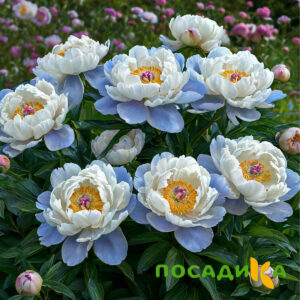 Пион акварельный Этюд купить по цене от 806р. в интернет-магазине «Посадика» с доставкой почтой в в Веневе и по всей России – [изображение №1].