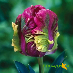 Тюльпан Экзотик Хэвен купить по цене от 186р. в интернет-магазине «Посадика» с доставкой почтой в в Веневе и по всей России – [изображение №1].