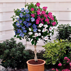 Гибискус-Дерево Триколор купить по цене от 289р. в интернет-магазине «Посадика» с доставкой почтой в в Веневе и по всей России – [изображение №1].