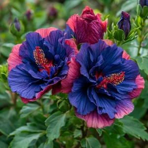 Гибискус Роуз Шайн купить по цене от 360р. в интернет-магазине «Посадика» с доставкой почтой в в Веневе и по всей России – [изображение №1].