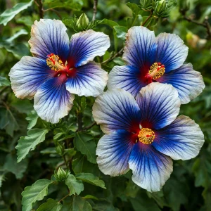 Гибискус Илюжн Вилью купить по цене от 259р. в интернет-магазине «Посадика» с доставкой почтой в в Веневе и по всей России – [изображение №1].