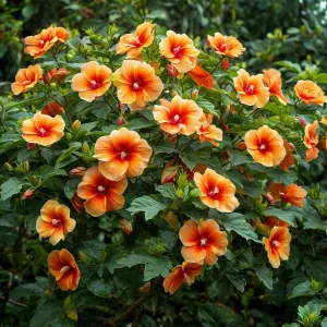 Гибискус Кристал Рэй купить по цене от 458р. в интернет-магазине «Посадика» с доставкой почтой в в Веневе и по всей России – [изображение №1].