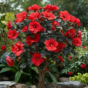 Гибискус Миднайт Роуз купить по цене от 269р. в интернет-магазине «Посадика» с доставкой почтой в в Веневе и по всей России – [изображение №1].