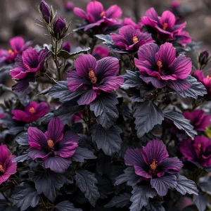 Гибискус Корал Чарм купить по цене от 271р. в интернет-магазине «Посадика» с доставкой почтой в в Веневе и по всей России – [изображение №1].