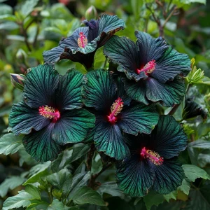 Гибискус Пикок Плюм купить по цене от 490р. в интернет-магазине «Посадика» с доставкой почтой в в Веневе и по всей России – [изображение №1].