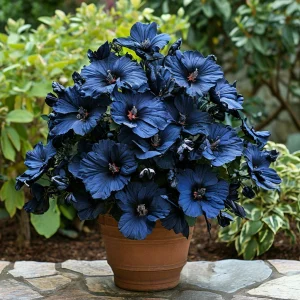 Гибискус Селестиал Флейм купить по цене от 326р. в интернет-магазине «Посадика» с доставкой почтой в в Веневе и по всей России – [изображение №1].