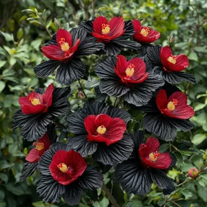 Гибискус Ройял Афеа купить по цене от 460р. в интернет-магазине «Посадика» с доставкой почтой в в Веневе и по всей России – [изображение №1].