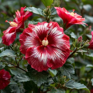 Гибискус Пурпл Мистик купить по цене от 360р. в интернет-магазине «Посадика» с доставкой почтой в в Веневе и по всей России – [изображение №1].