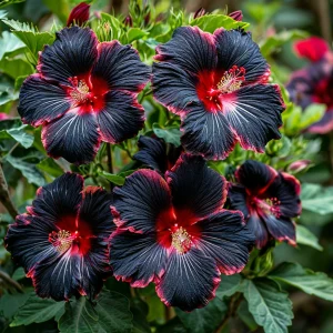 Гибискус садовый Файер Дэнсер купить по цене от 450р. в интернет-магазине «Посадика» с доставкой почтой в в Веневе и по всей России – [изображение №1].